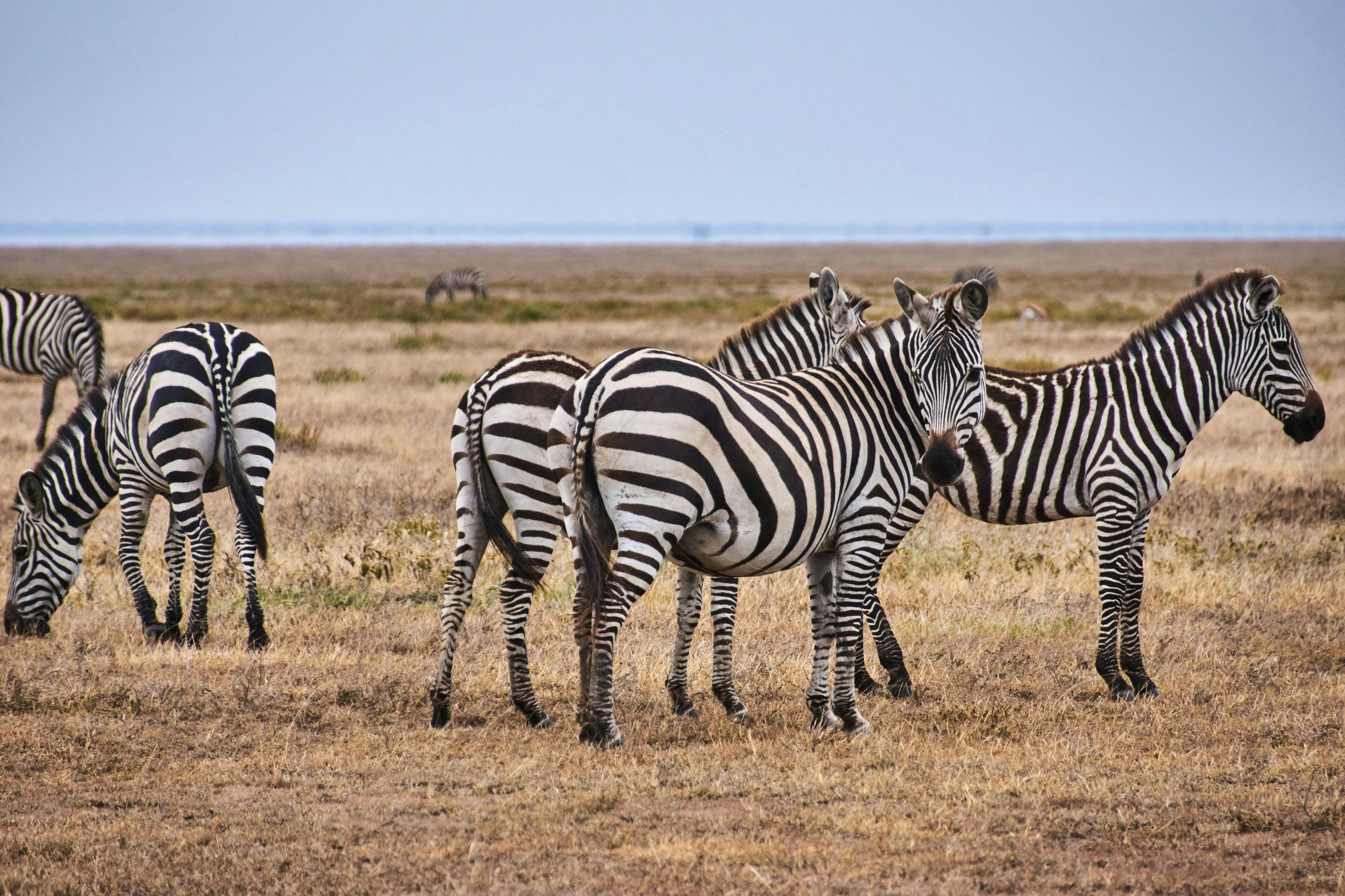 Samburu 6